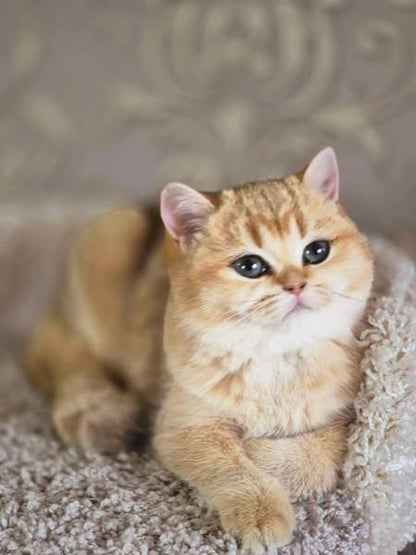 British Shorthair