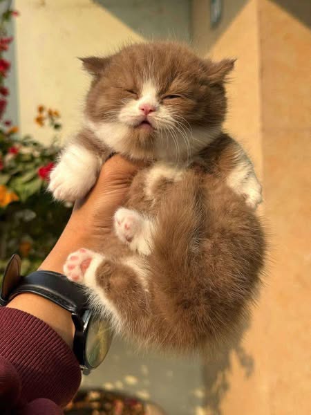 Munchkin