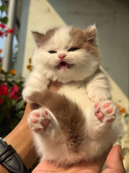 Munchkin