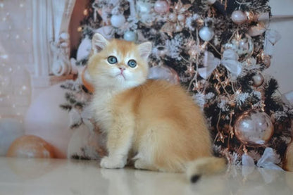 British Shorthair