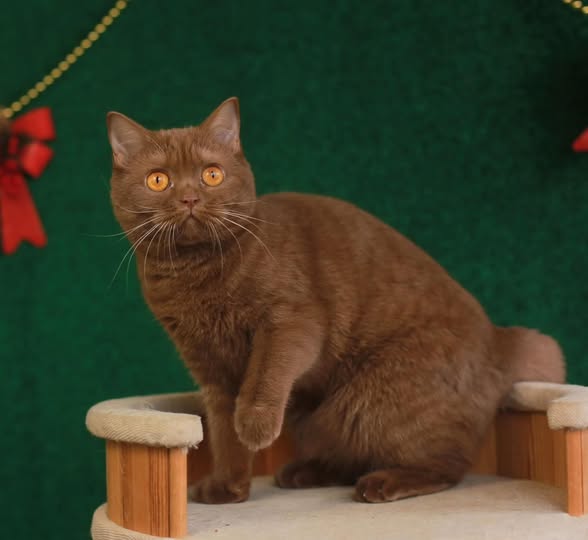 British Shorthair