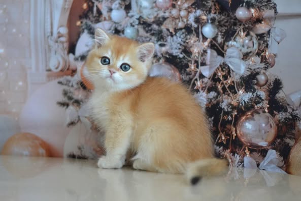 British Shorthair
