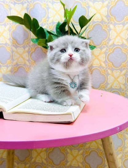 Munchkin Fold