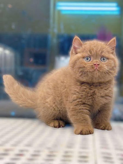 Munchkin