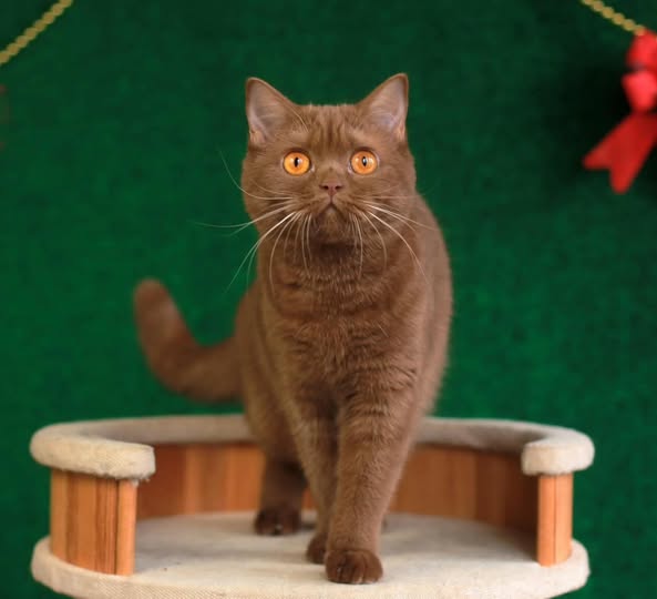 British Shorthair