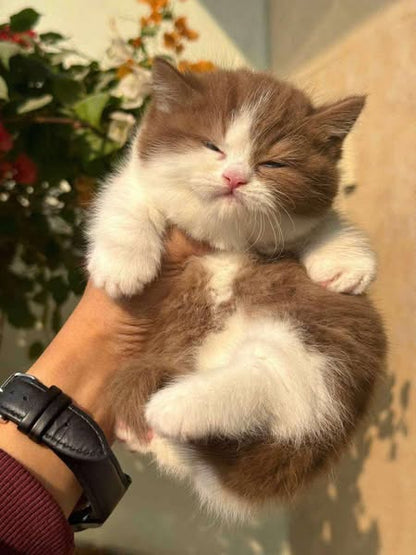 Munchkin