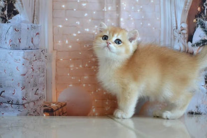British Shorthair