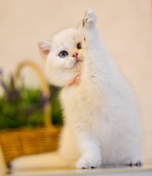 British Shorthair