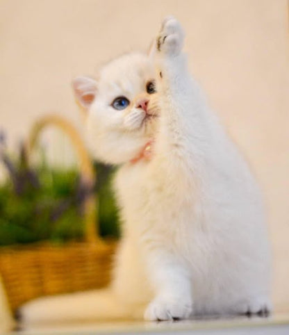 British Shorthair