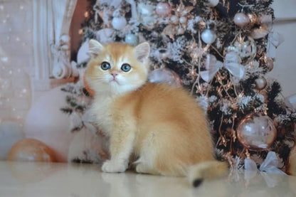 British Shorthair