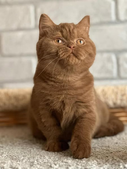 British Shorthair