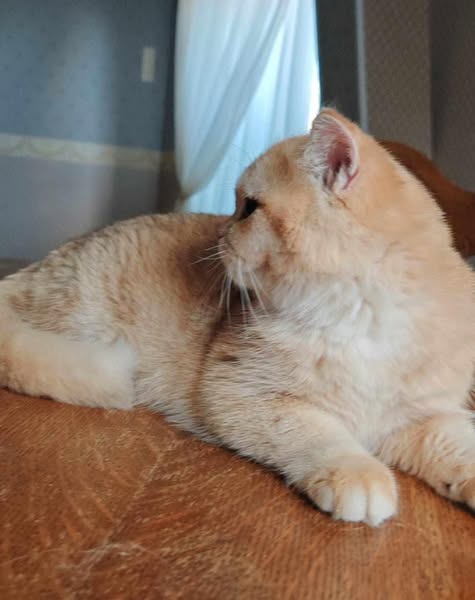 British Shorthair
