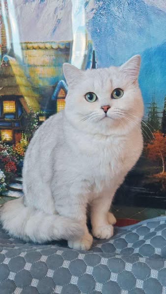 British Shorthair