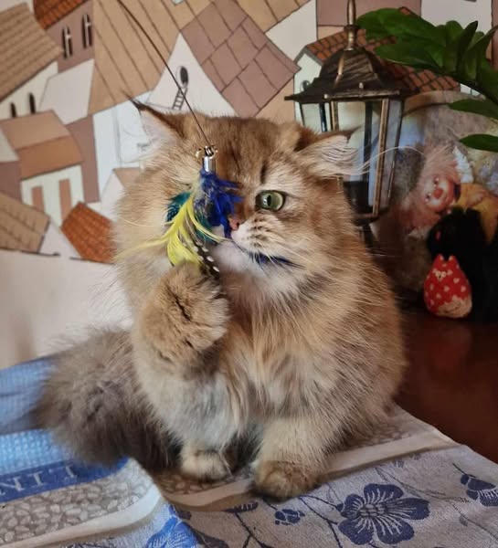 British Longhair