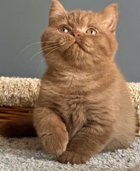 British Shorthair