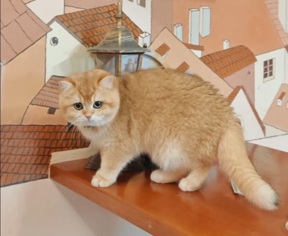 British Shorthair