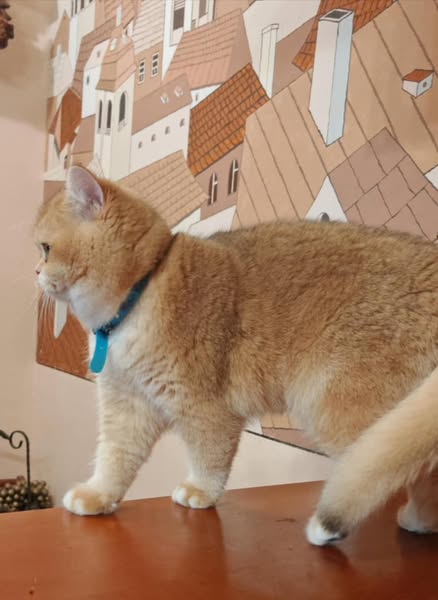 British Shorthair