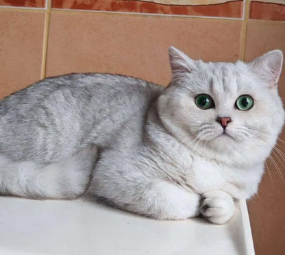 British Shorthair