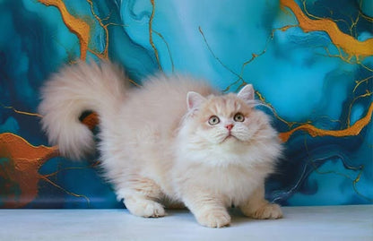 British Longhair