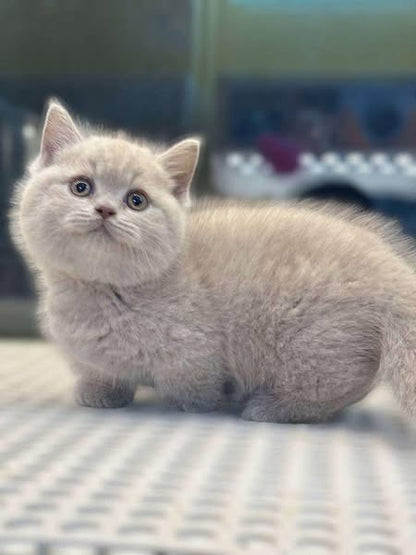 Munchkin