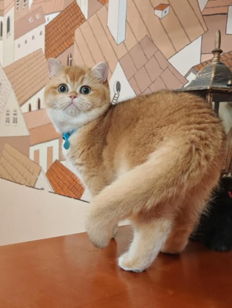 British Shorthair