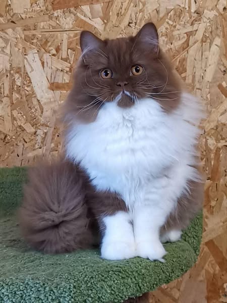 British Longhair