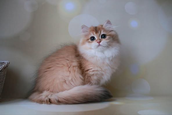British Longhair