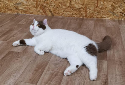 British Shorthair
