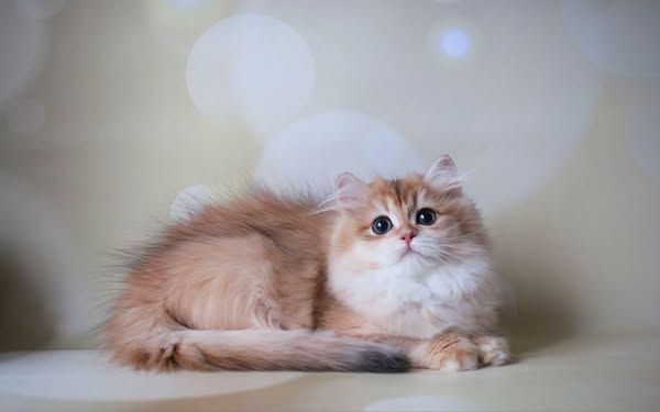 British Longhair