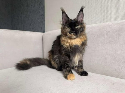 Maine Coon