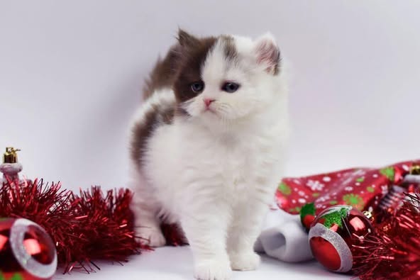 British Longhair