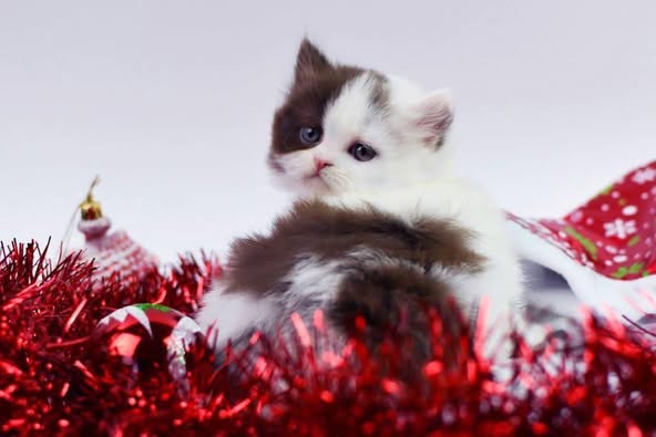 British Longhair