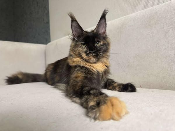 Maine Coon