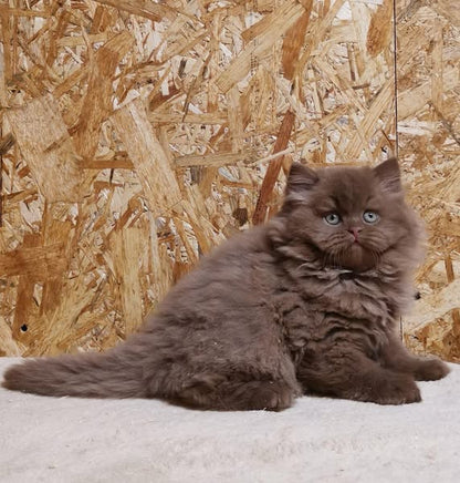 British Longhair