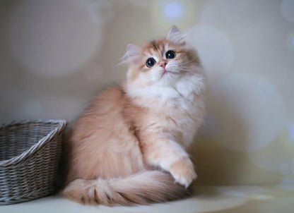 British Longhair