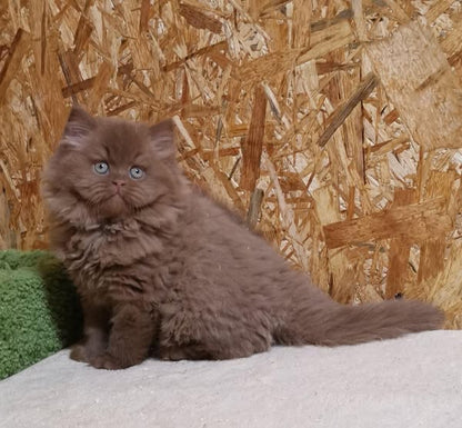 British Longhair