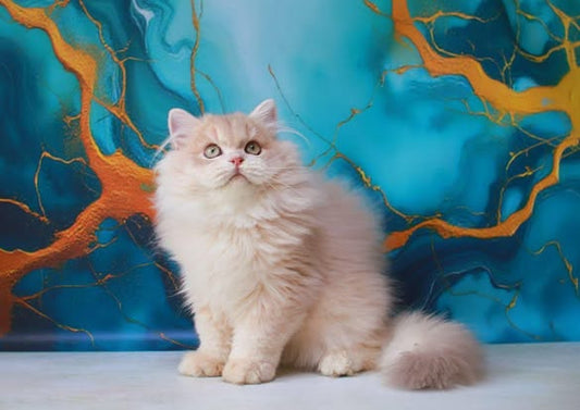 British Longhair