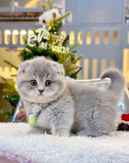 Munchkin Fold
