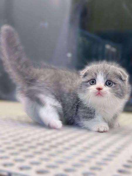 Munchkin Fold