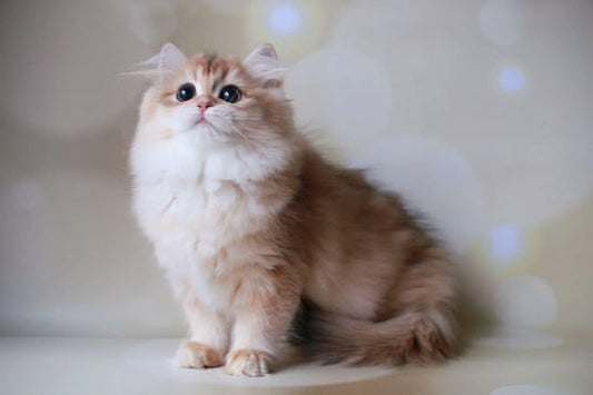 British Longhair
