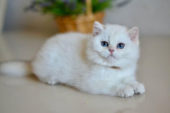 British Shorthair