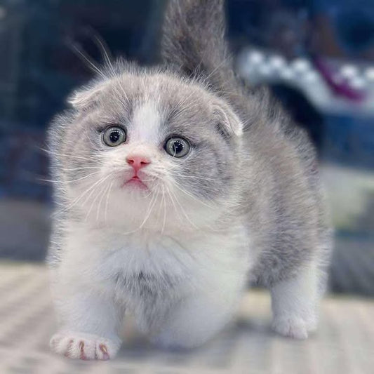 Munchkin Fold