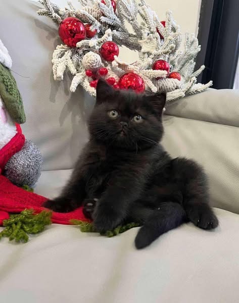 British Shorthair