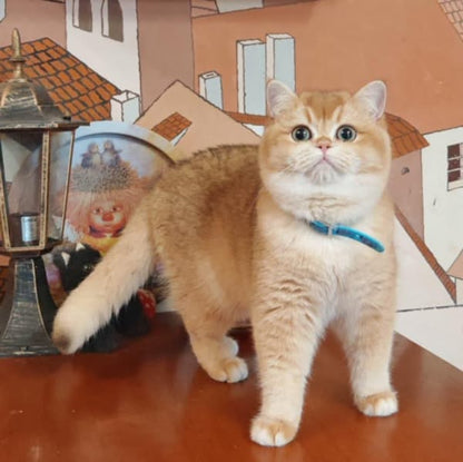 British Shorthair