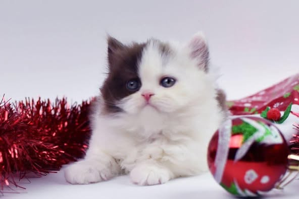British Longhair