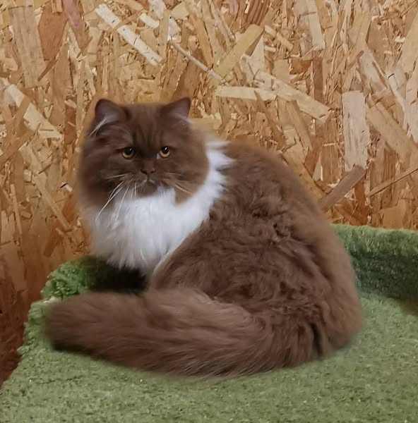 British Longhair
