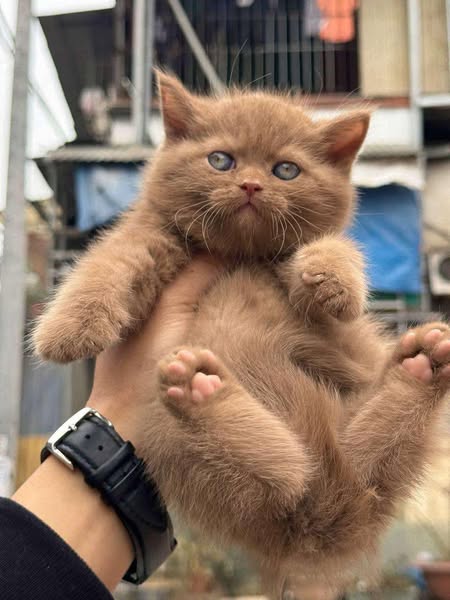 British Shorthair