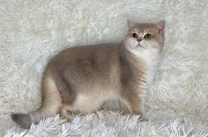 British Shorthair