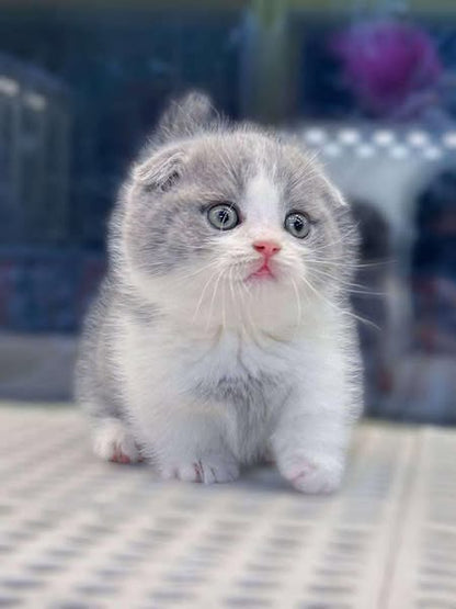 Munchkin Fold