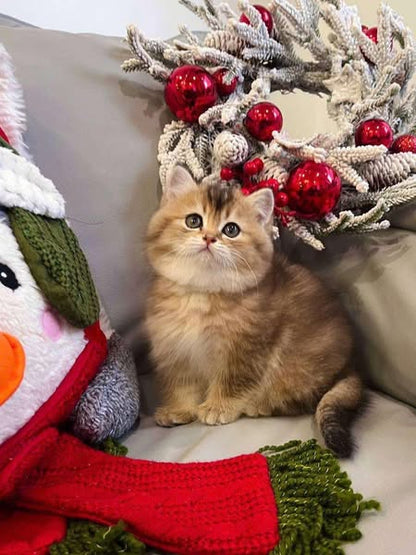British Shorthair